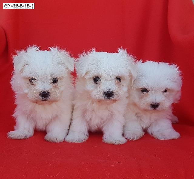 Bichon maltes puppydiamond