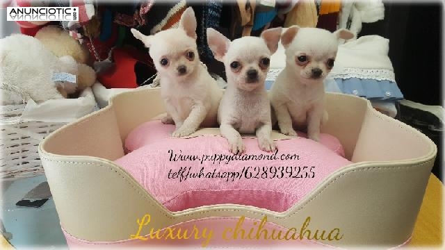 Puppy diamond criadero exclusivo