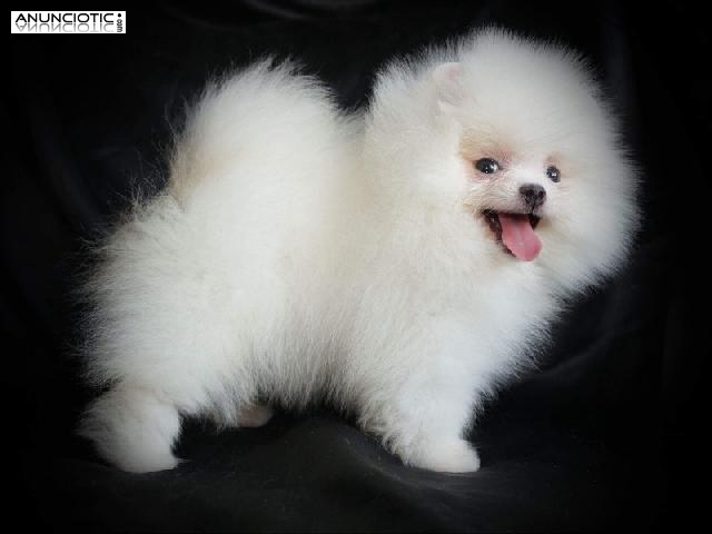 Lulú pomerania exclusivo puppy diamond