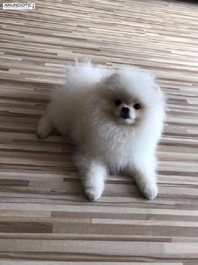 Lulú pomerania exclusivo puppy diamond