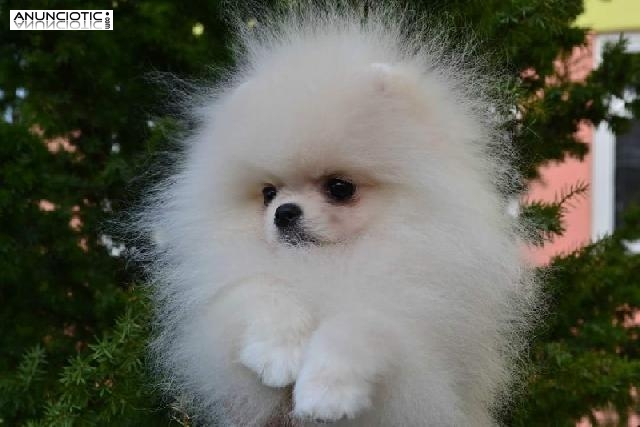 Lulú pomerania exclusivo puppy diamond