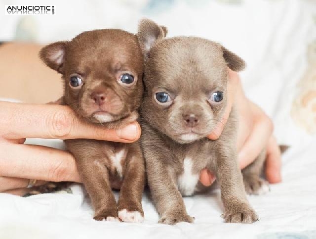 Chihuahuas micro mianiatura puppydiamond