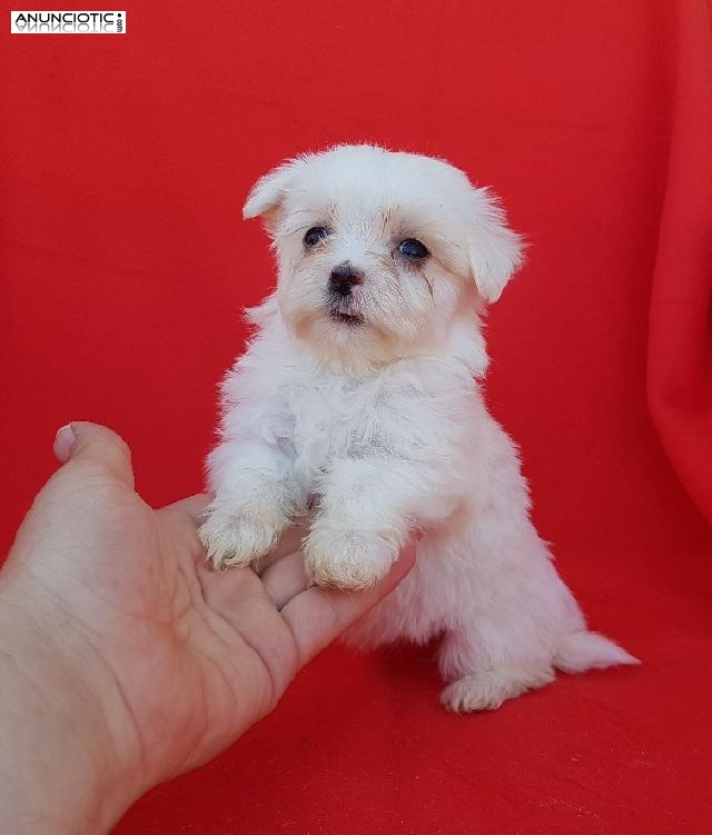 Criadero bichón maltés puppy diamond