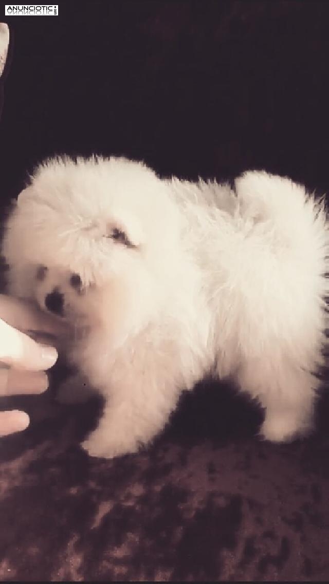 Lulú pomerania puppy diamond exclusive