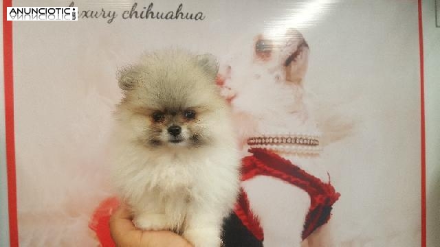 Lulú pomerania puppy diamond exclusive