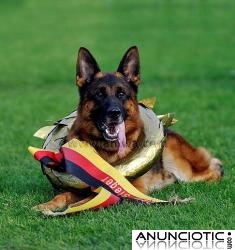 ADIESTRADOR CANINO NAVARKAN