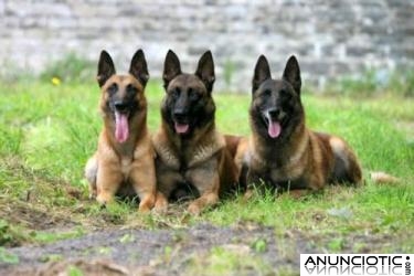 ADIESTRADOR CANINO NAVARKAN