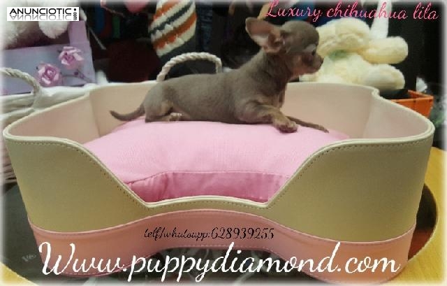 Criadero exclusivo puppy diamond