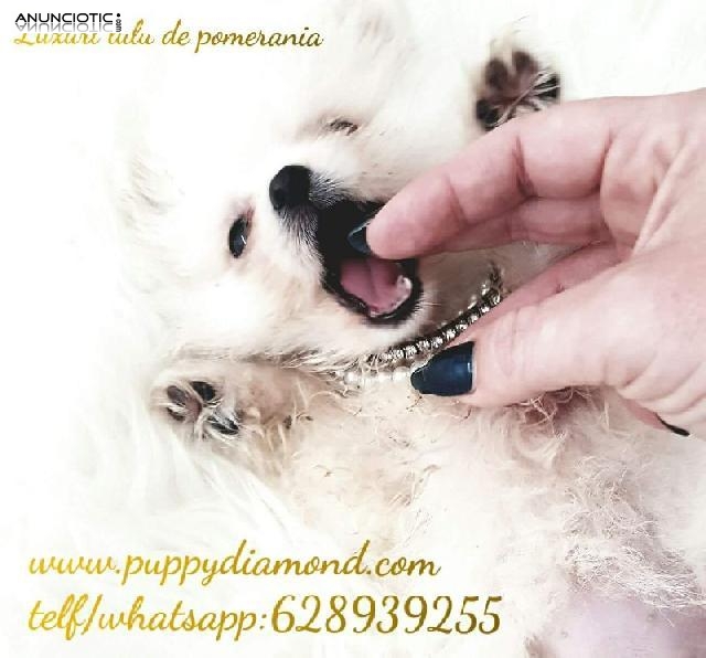 Criadero exclusivo puppy diamond