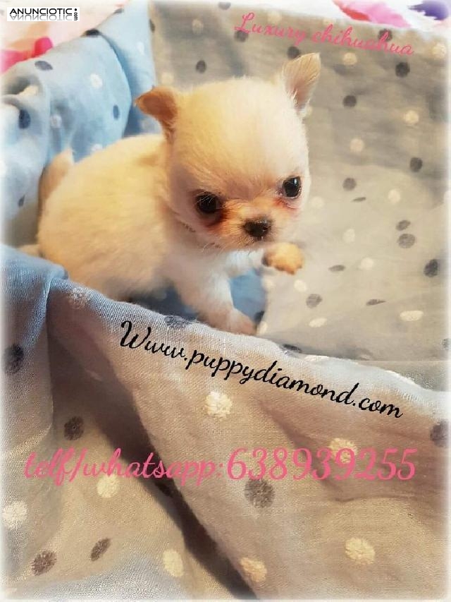 Criadero exclusivo puppy diamond