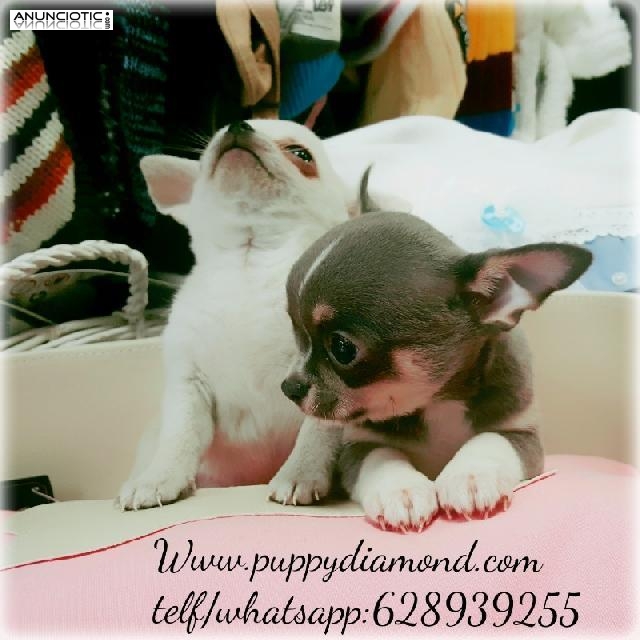 Puppy diamond exclusive  chihuahua