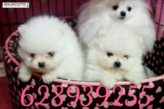 Puppydiamond cria de pomerania