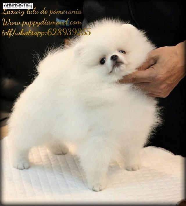 Puppydiamond cria de pomerania