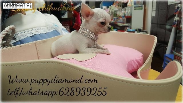 Microminiaturas exclusivas puppy diamond