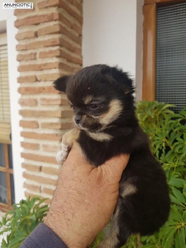 Microminiaturas exclusivas puppy diamond