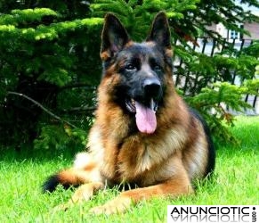 ADIESTRAMIENTO CANINO NAVARKAN