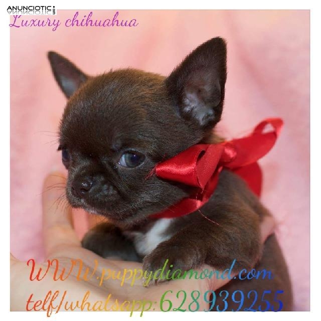 Criadero exclusivo puppydiamond