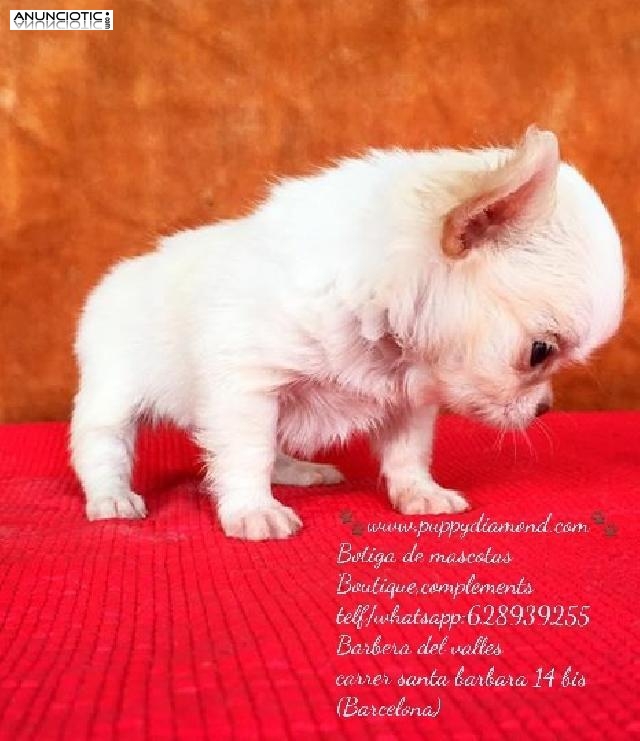 Criadero exclusivo puppydiamond