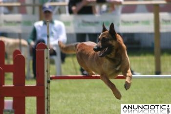 PASTOR BELGA MALINOIS