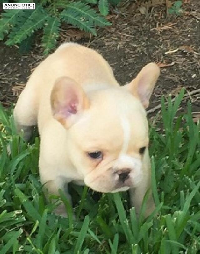 Regalo bulldog frances cachorros para adopcion