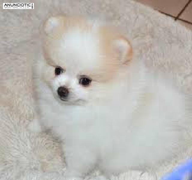 Regalo Cachorros de pomeranias