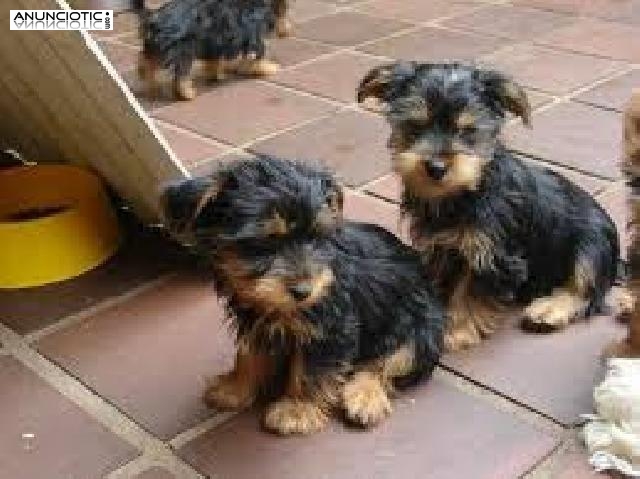 Cachorros Yorkie raza puraC