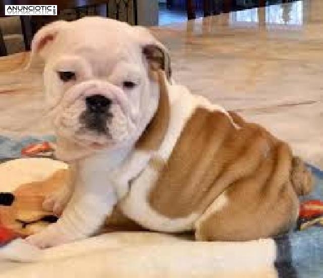 Cachorros de Bulldog Ingles