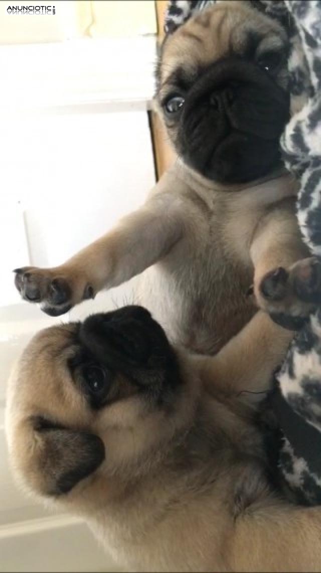 Pug carlino cachorros machos y hembras