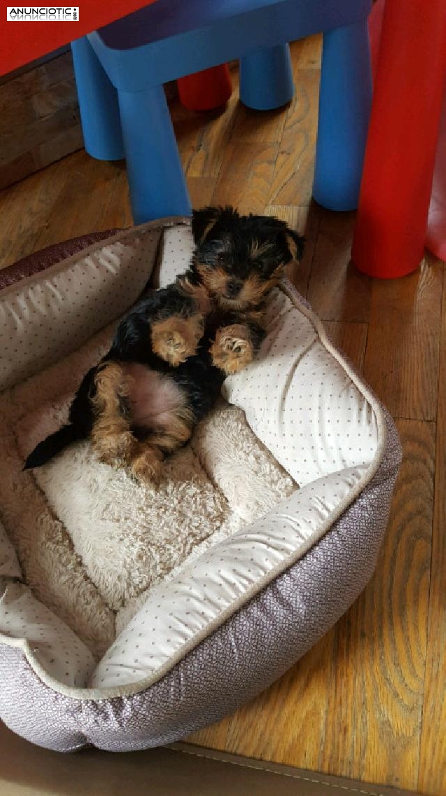 Maravilloso Masculino y Femenino Cachorros Yorkie