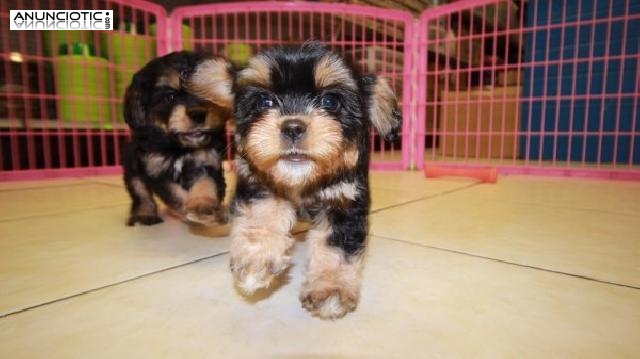 Taza de té yorkie cachorros en busca de nuevos hogares