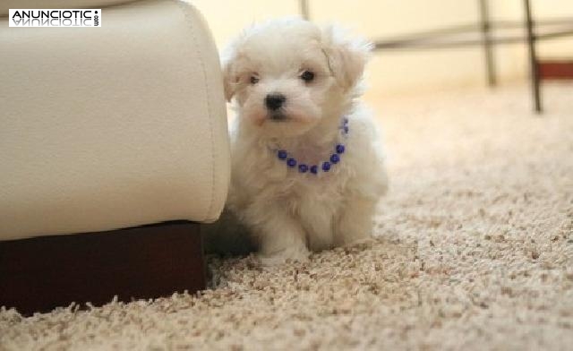 Regalo mini toy cachorros bichon maltes macho y hembra