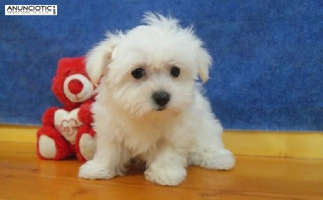 Regalo mini toy cachorros bichon maltes macho y hembra