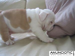 Cachorros Bulldog ingles Para Adopcion