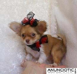 Regalo Chihuahua Cachorros Con Pedigri