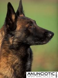 PASTORES BELGAS MALINOIS DE NAVARKAN