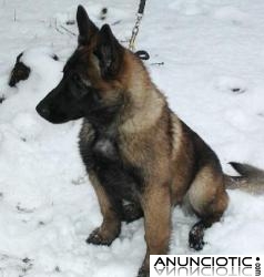 PASTORES BELGAS MALINOIS DE NAVARKAN