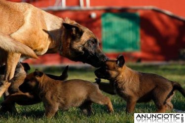 PASTORES BELGAS MALINOIS DE NAVARKAN