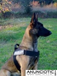 PASTORES BELGAS MALINOIS DE NAVARKAN