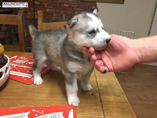 Para la venta, basura saludable con 2 hermosos Huskies siberianos registrad