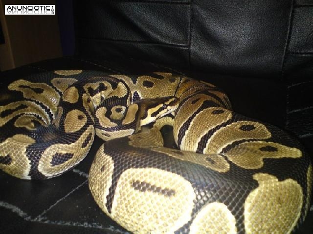 Hembra probada Royal / Ball Python