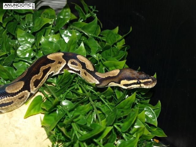 Hembra probada Royal / Ball Python