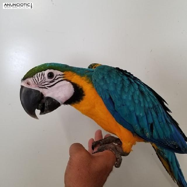 Guacamayo azul y oro para adopción.