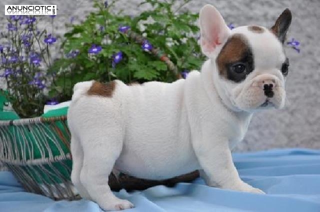 Bulldog francés macho y hembra cachorros