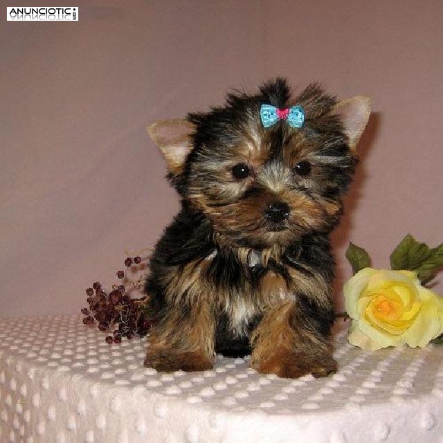 REGALO CACHORROS TOY , DE YORKSHIRE TERRIER