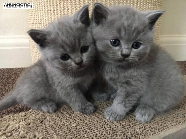 REGALO de british shorthair,