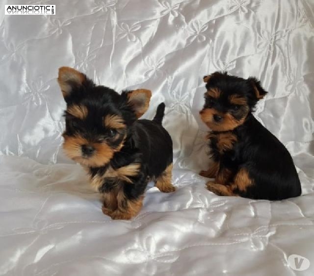 Regalo macho y hembra Yorkieshire cachorros en Adopcion