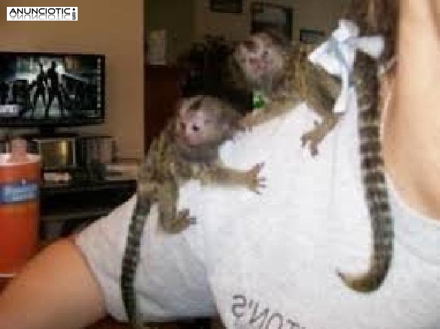 Bebé monos tití para su adopción