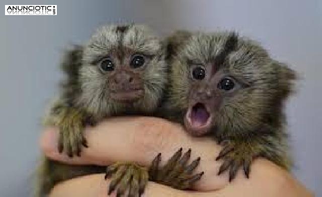 Bebé monos tití para su adopción