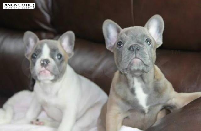 CACHORROS DE BULLDOG FRANCÉS AZUL Y LEON