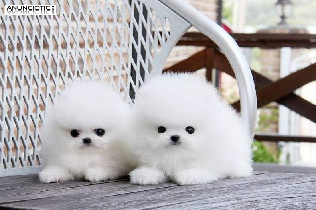 Pomerania cachorros disponibles ahora